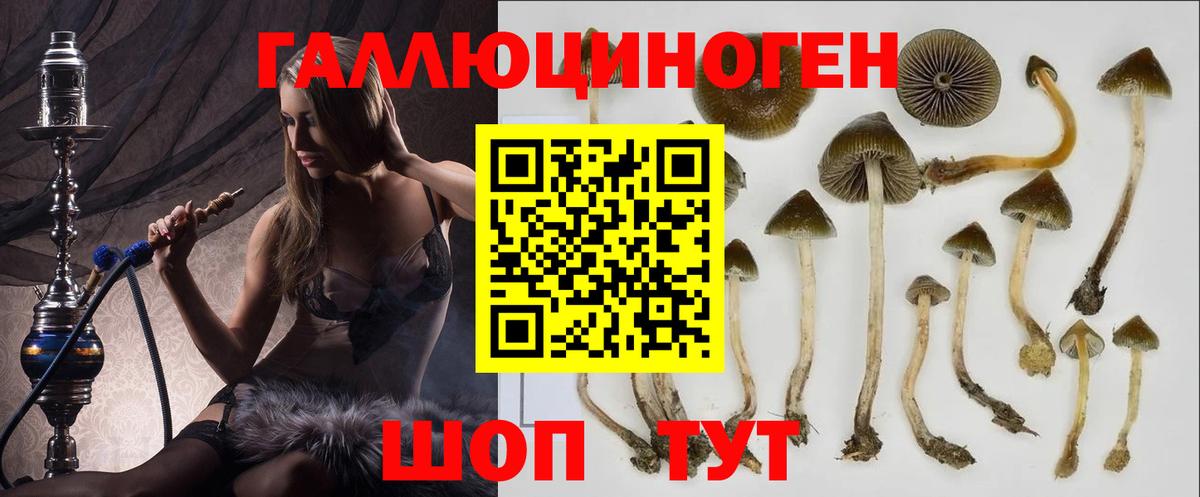 Псилоцибиновые грибы Psilocybe  где найти наркотики  Галлюциногенные грибы GOLDEN TEACHER  Улан-Удэ  Вход с VPN 